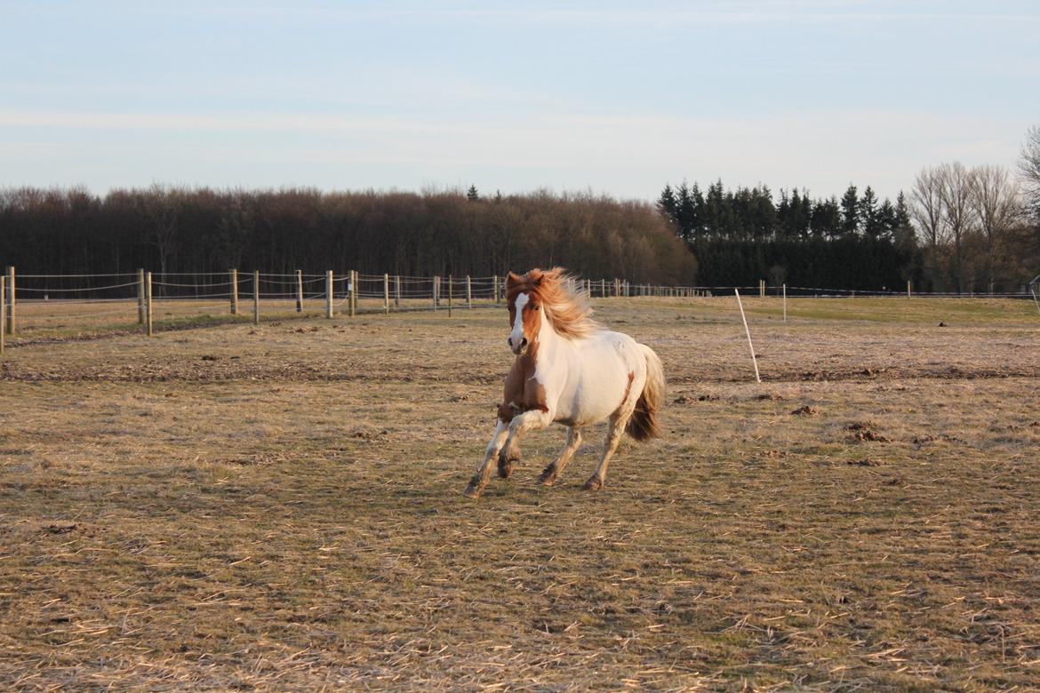 Anden særlig race Lolli billede 18