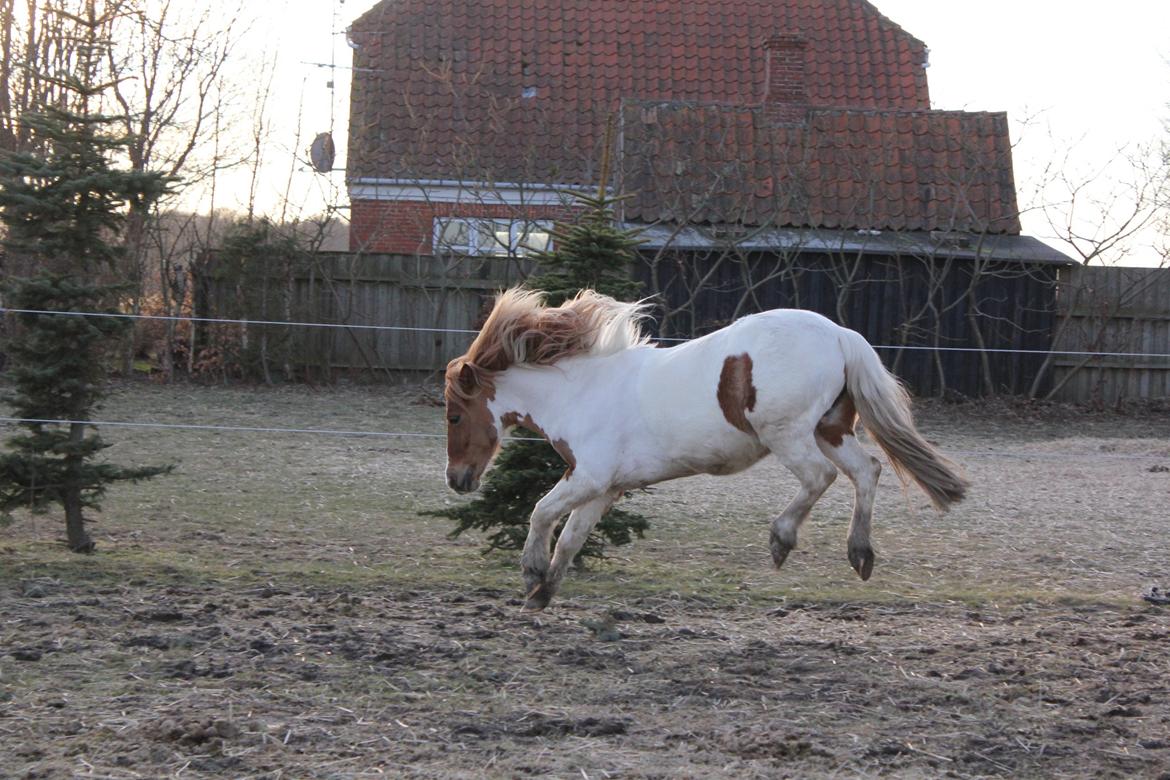Anden særlig race Lolli billede 19