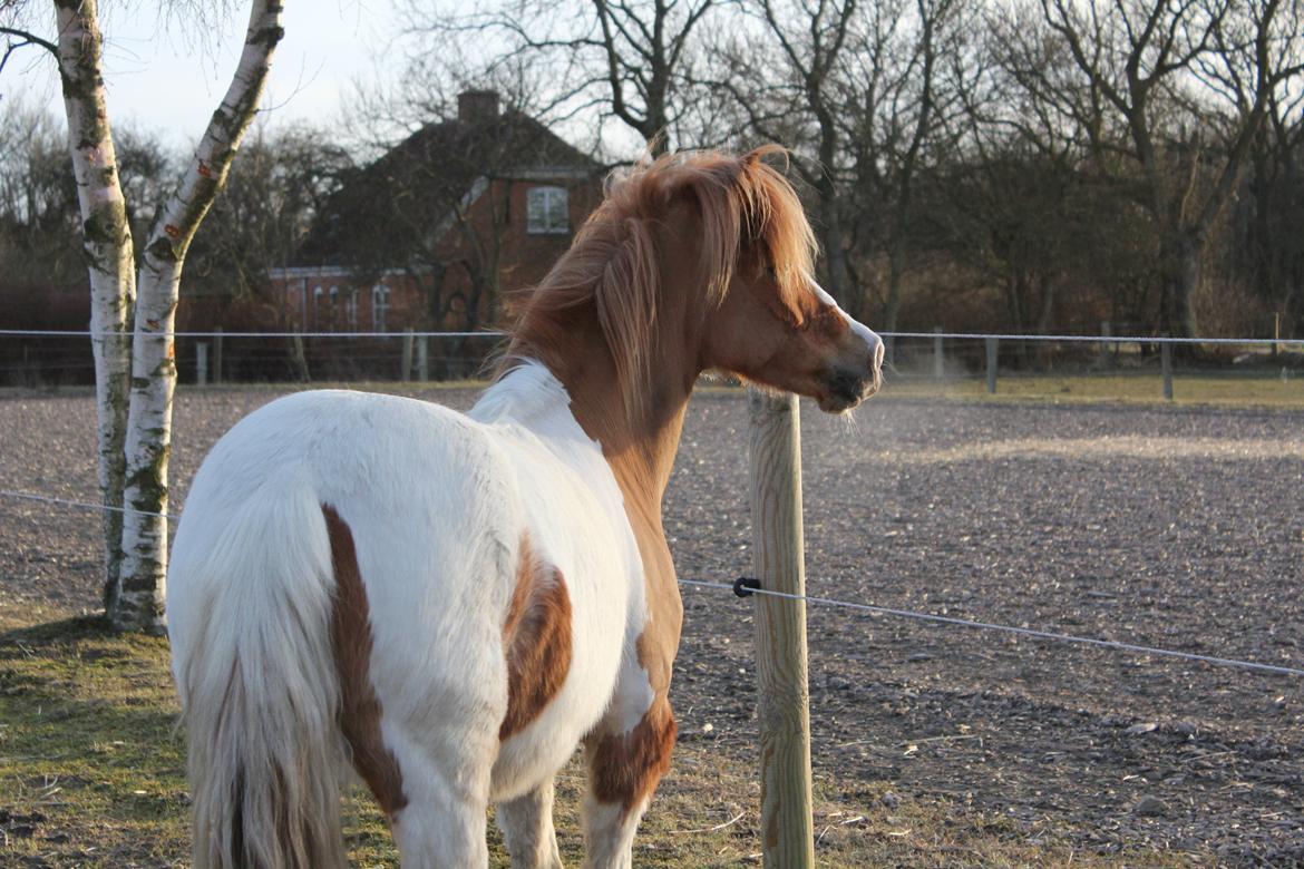 Anden særlig race Lolli - Tak fordi i kiggede på Lolli's profil ;) billede 20