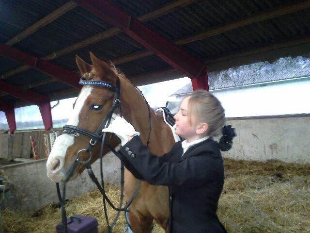 Welsh Cob (sec D) Star - gør klar til stævne (2013) billede 3