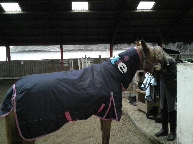 Welsh Cob (sec D) Star - Sidste år da hun lige var blevet klippet (2013) billede 5