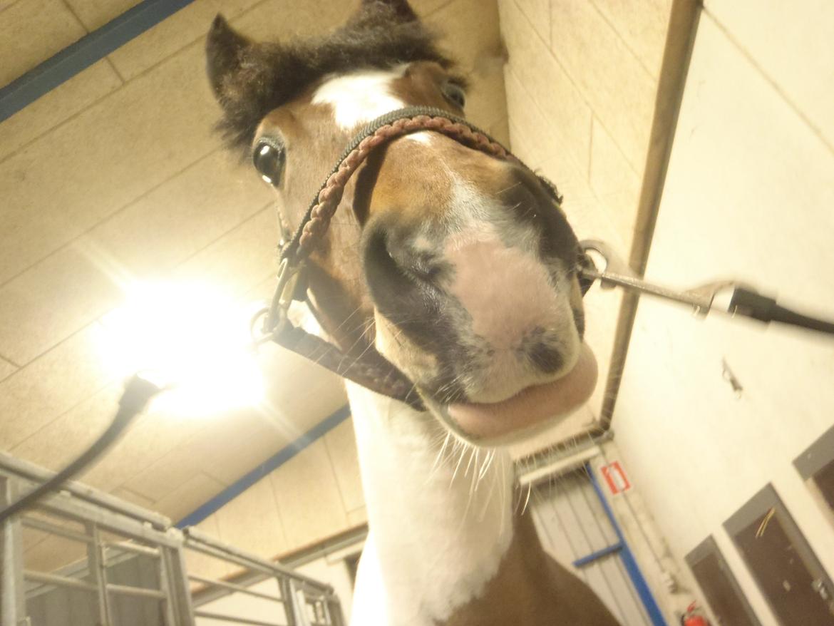 Pinto Gaisha - Fik lige taget nogen billeder, som jeg synes i skulle se:) billede 18