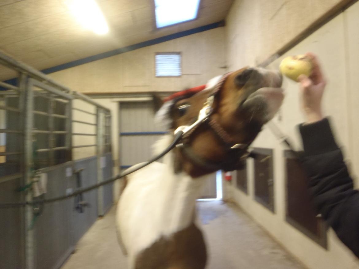 Pinto Gaisha - smiiiil:D billede 19