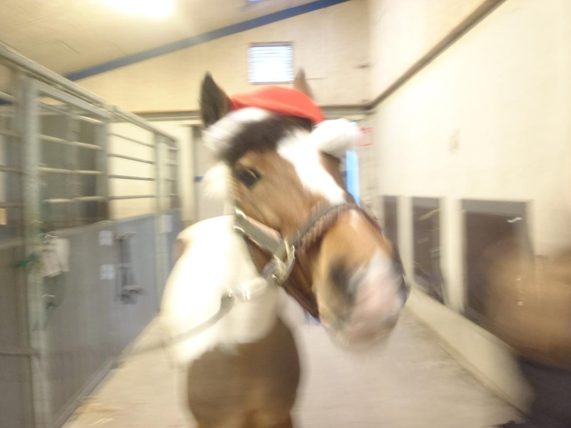 Pinto Gaisha billede 22