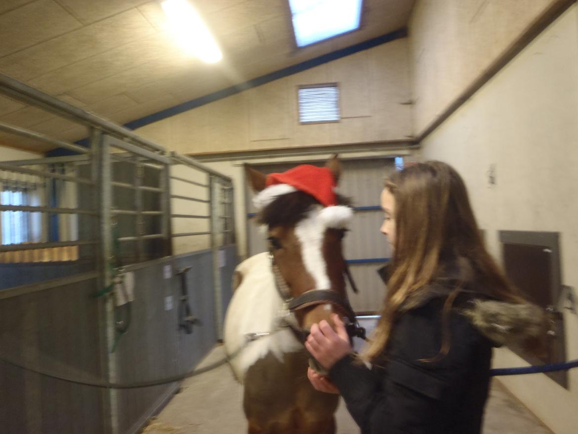 Pinto Gaisha billede 23