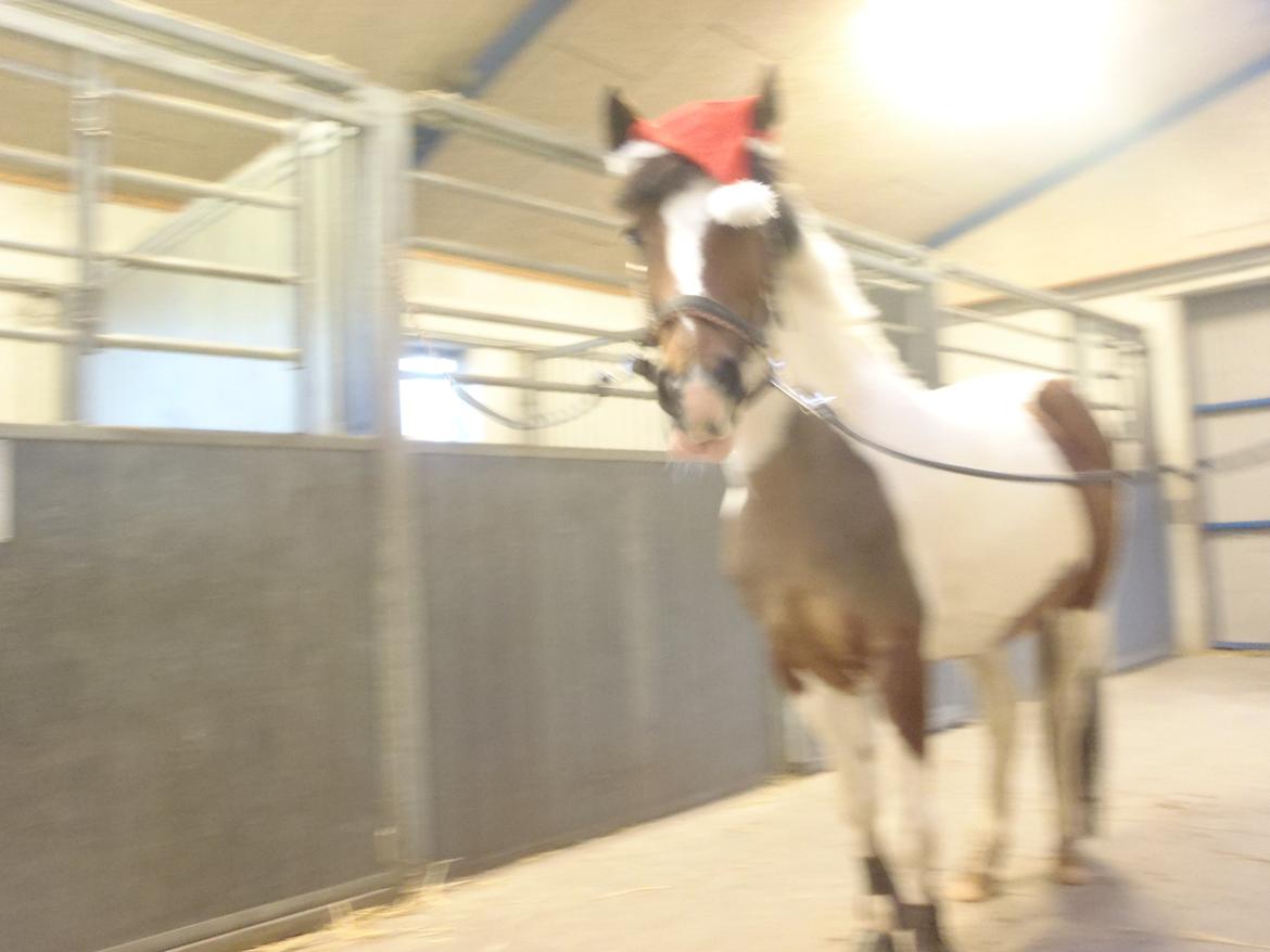 Pinto Gaisha billede 24