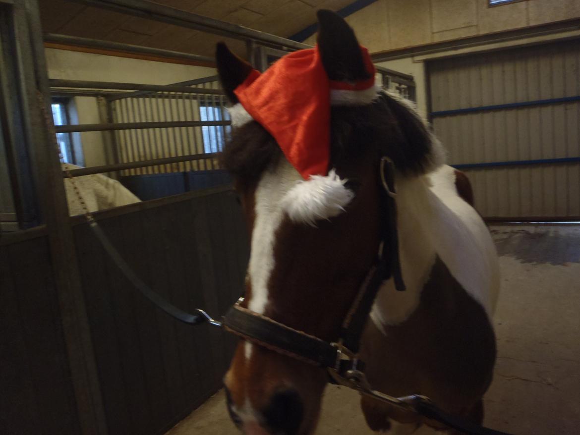 Pinto Gaisha billede 25