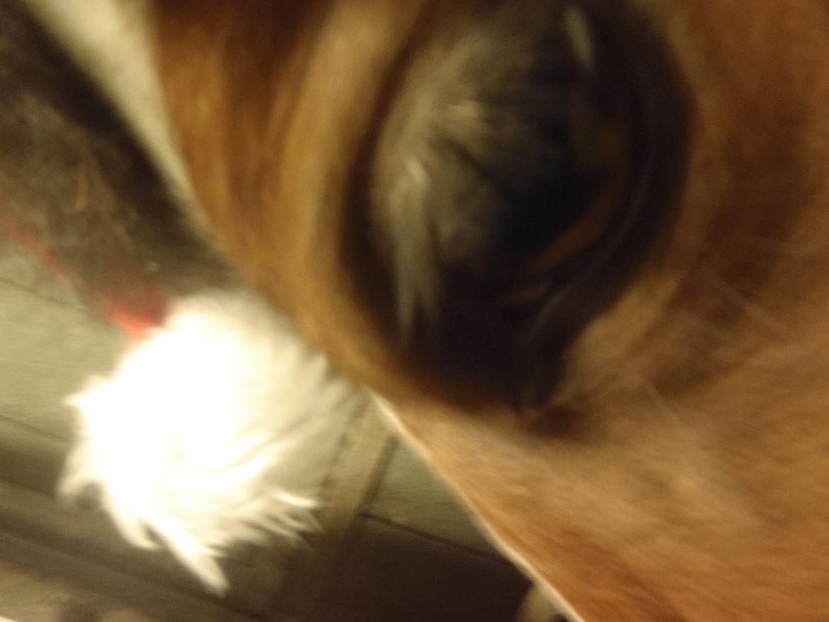 Pinto Gaisha billede 26