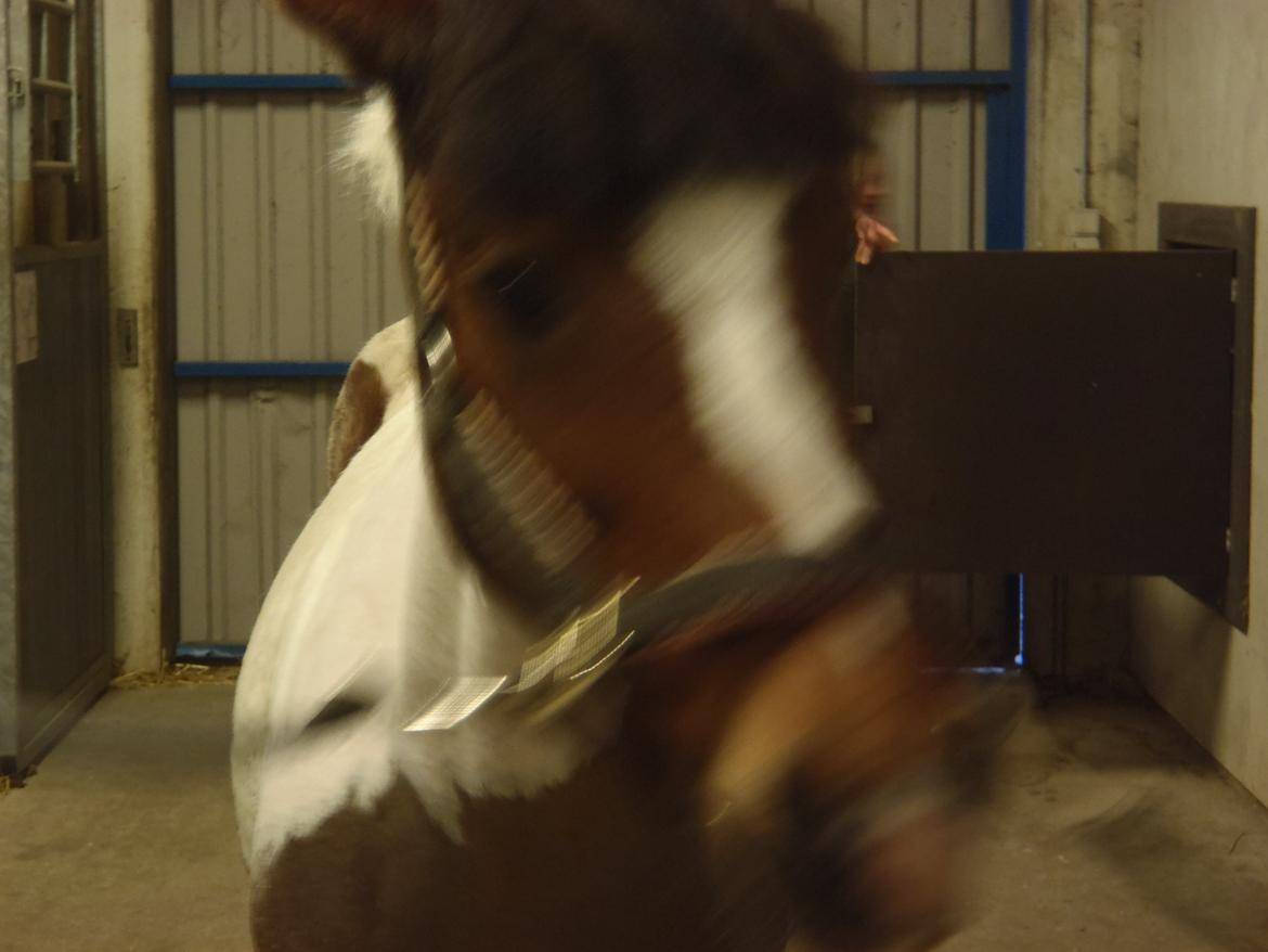 Pinto Gaisha billede 27