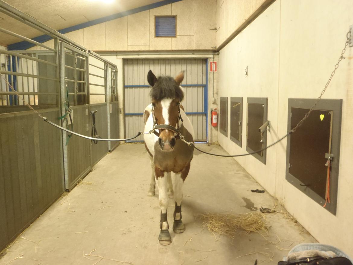 Pinto Gaisha billede 28