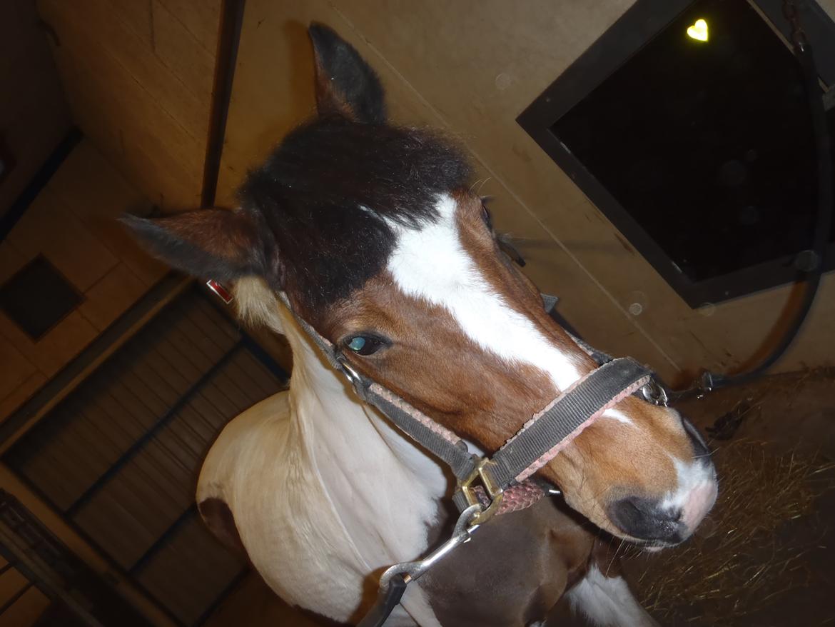 Pinto Gaisha billede 29