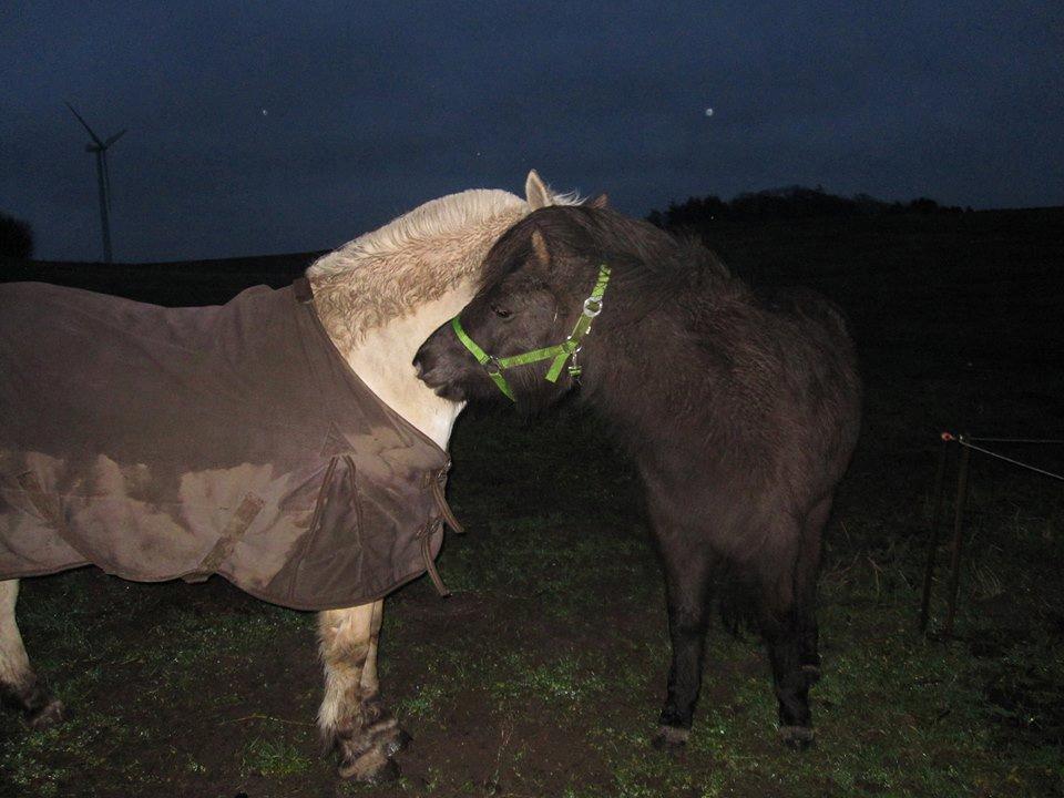Islænder Blika fra Røllum - Billedet fik jeg af min veninde da hun var ude ved hestene om morgen - dagen efter vi havde hentet Blika. Hvor var jeg glad for at se, at hestene trives! <3 billede 4