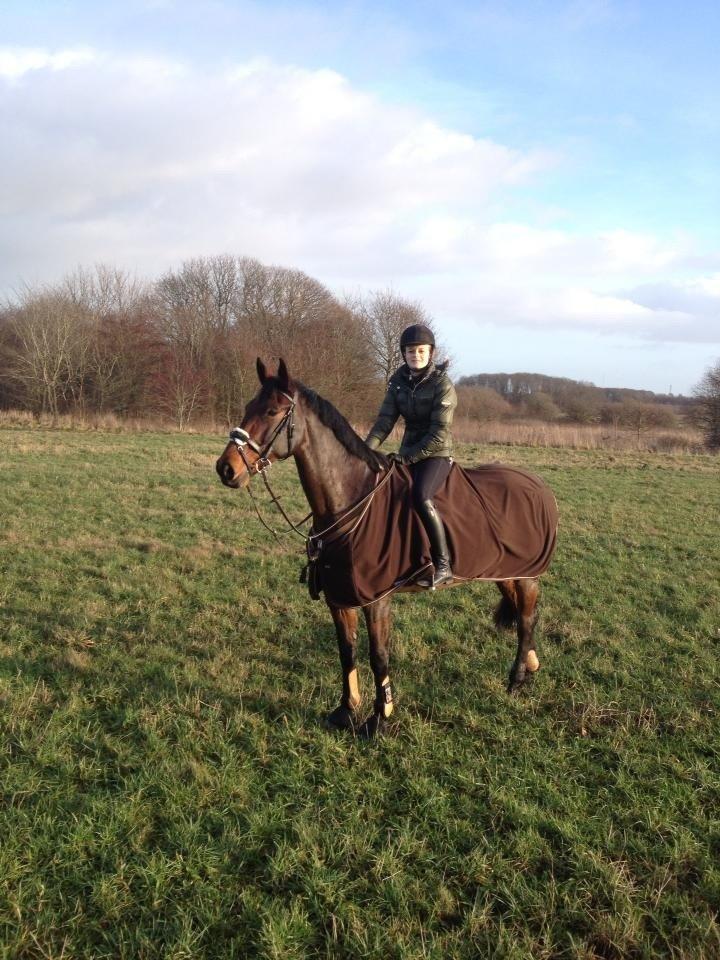 Dansk Varmblod Krogagers Cilla billede 19