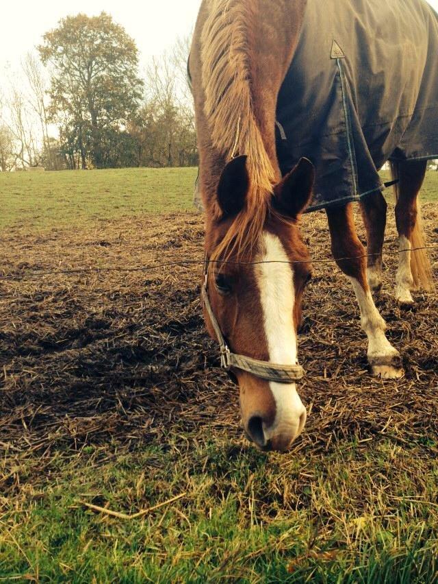 Anden særlig race Aichah - Smukke Aichah på fold <3 billede 21
