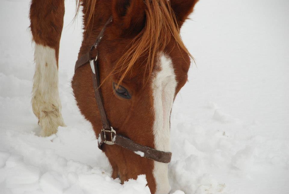 Anden særlig race Aichah - En lille sneengel <3 billede 22