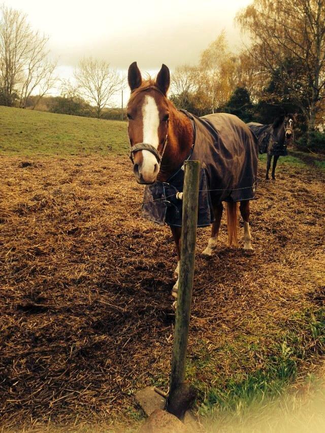 Anden særlig race Aichah - Folden <3 billede 23