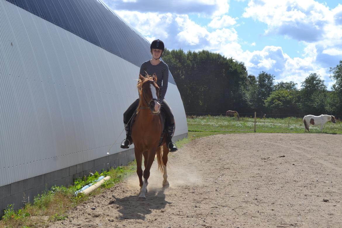 Anden særlig race Aichah - Lidt bidløs ridning <3 billede 24