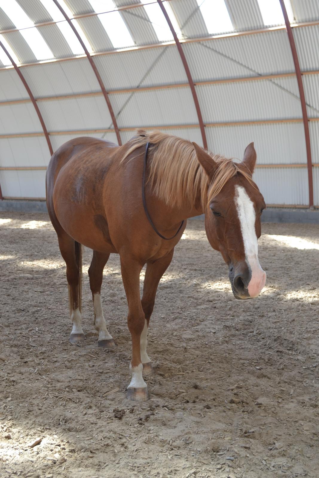 Anden særlig race Aichah - Trææt? :D billede 25