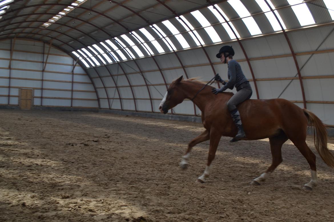 Anden særlig race Aichah - Fuld fart frem i cordeo! :D billede 27