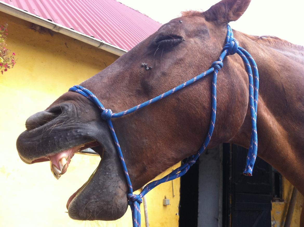 Frederiksborg |Zarif billede 8