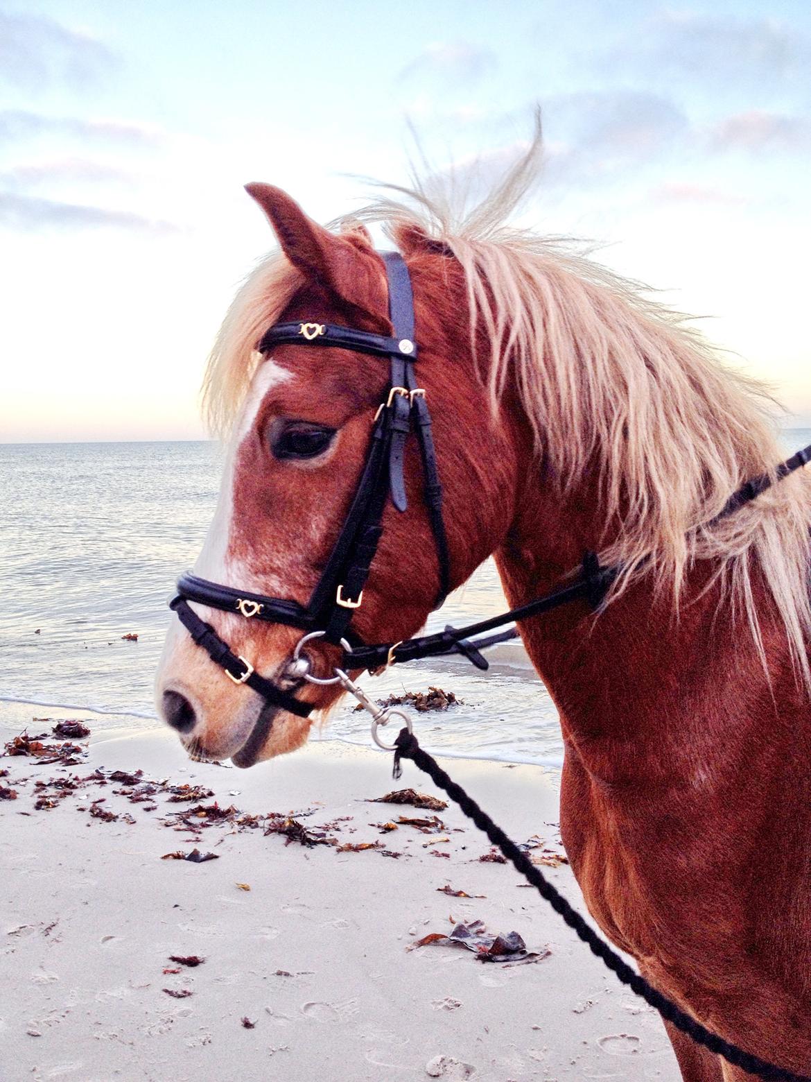 Welsh Pony (sec B) Clausholm volvo (IR) SOLGT - Første gang Volvo er ved stranden billede 6