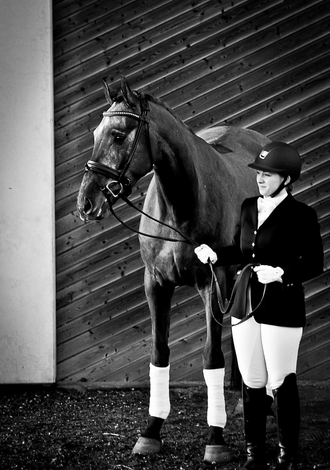 Dansk Varmblod Kirkelodgaard's Chivas billede 2