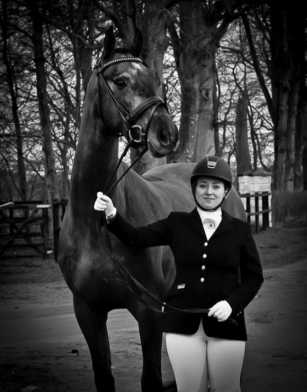 Dansk Varmblod Kirkelodgaard's Chivas billede 3