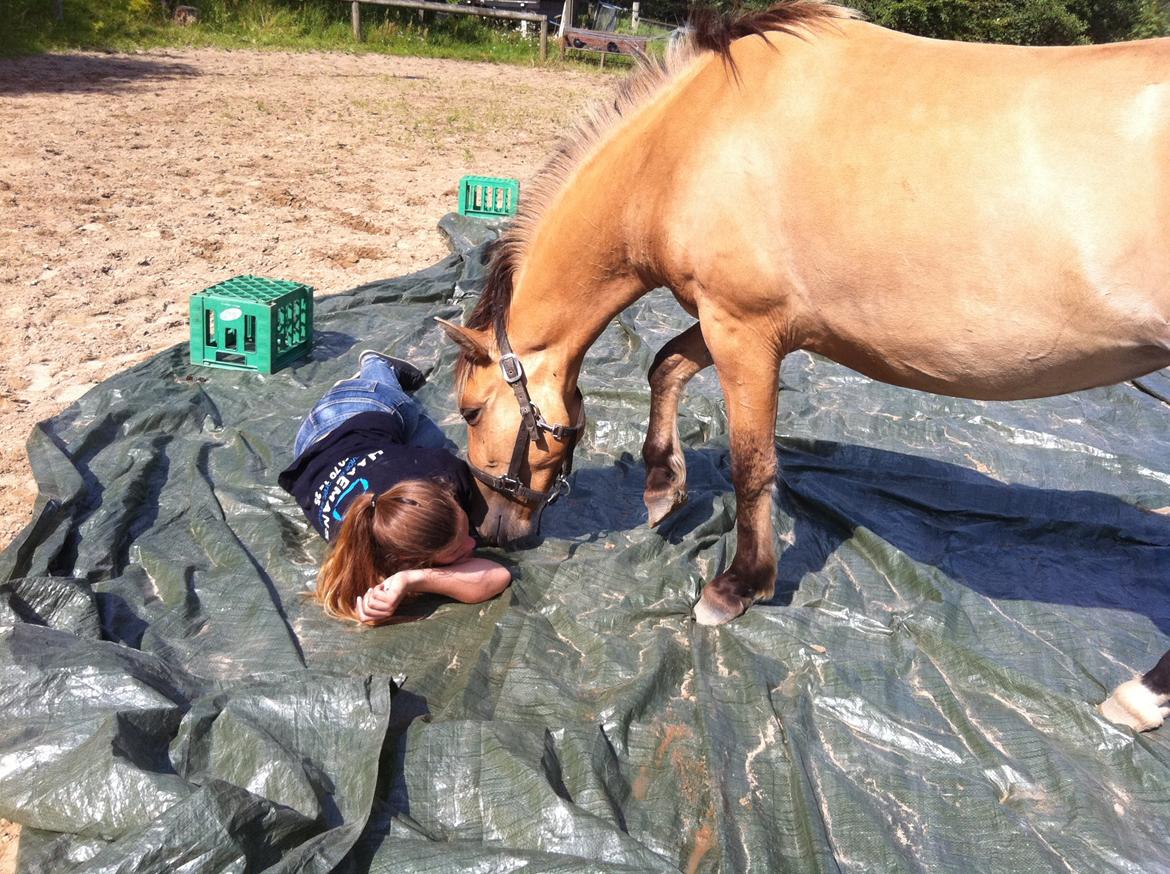 Anden særlig race Cocio billede 4
