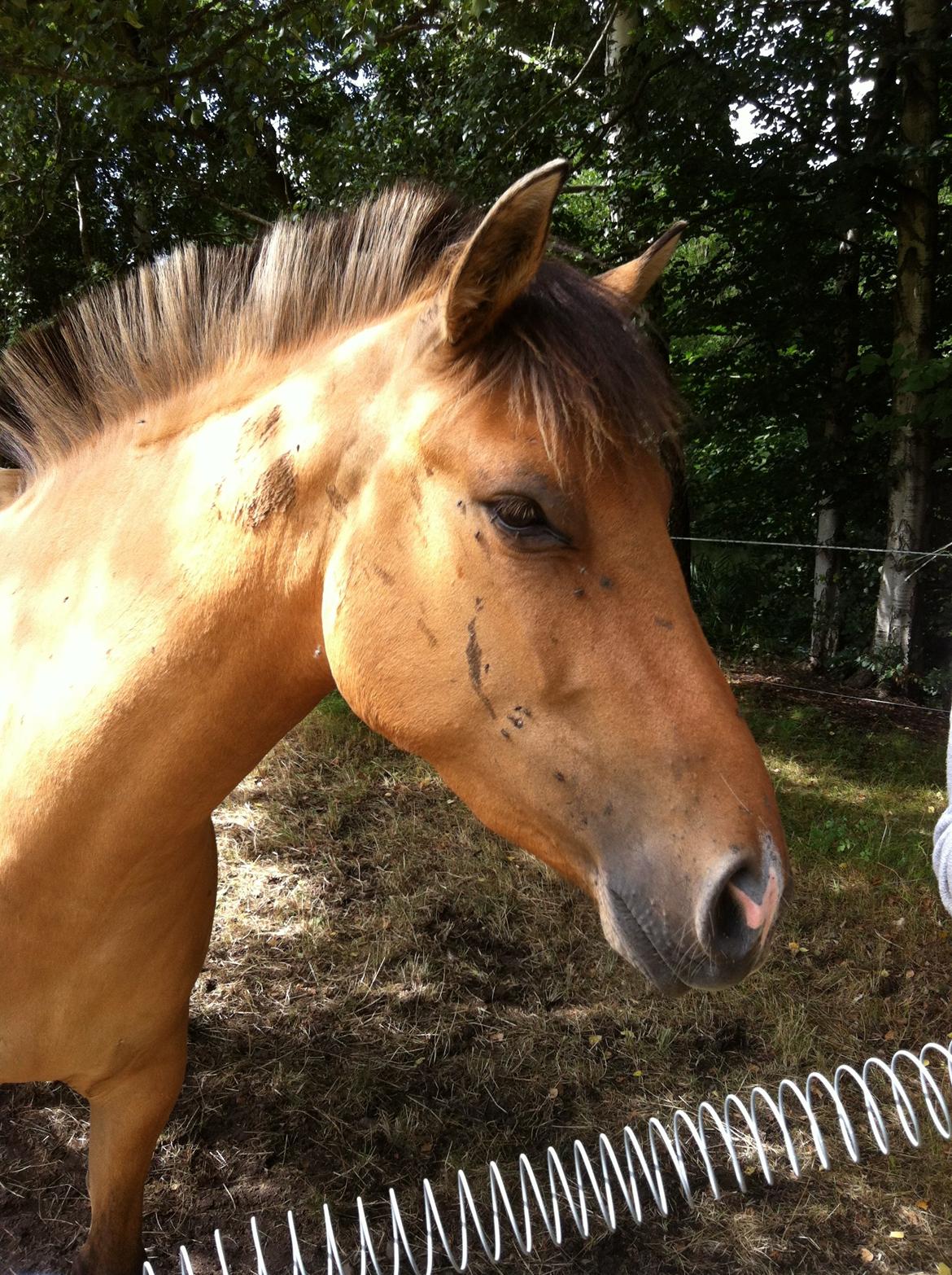 Anden særlig race Cocio billede 9