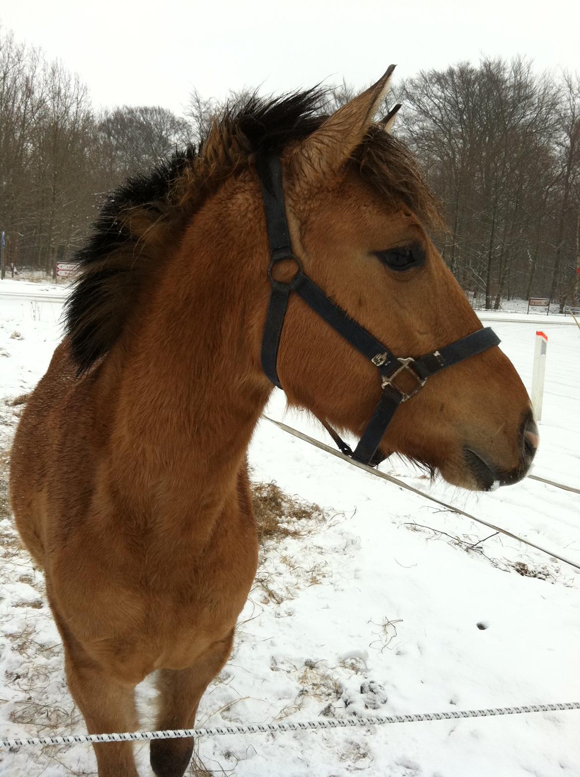 Anden særlig race Cocio billede 2