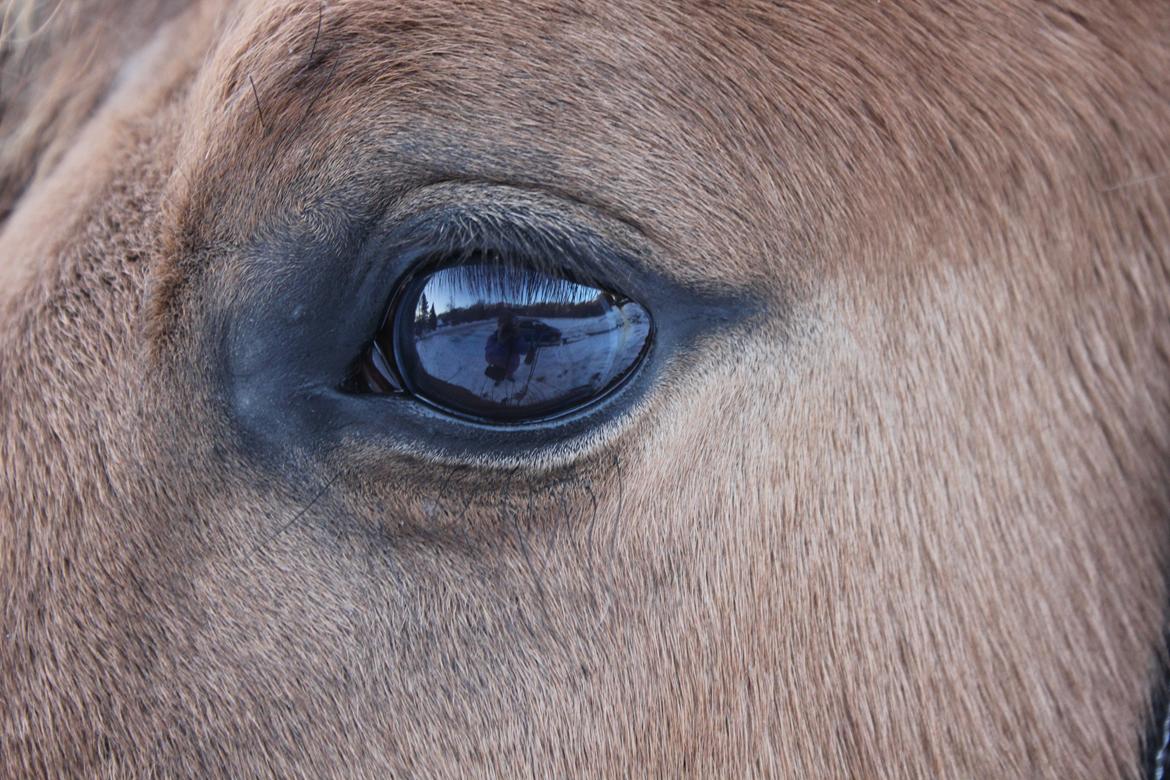 Anden særlig race Cocio billede 3