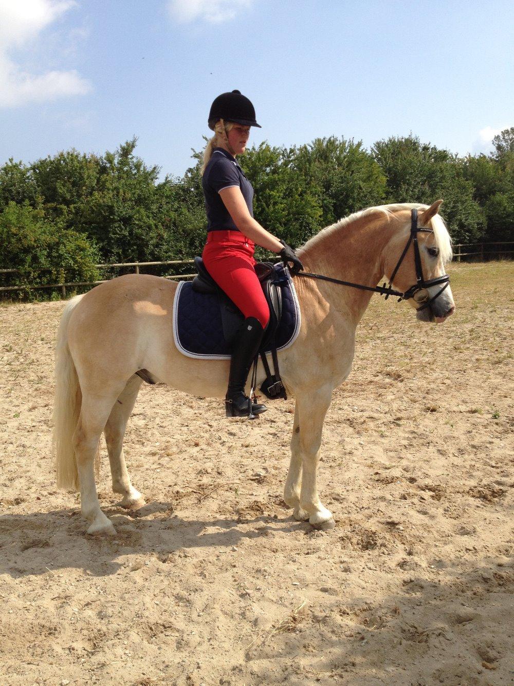 Haflinger All Star - Sommer 2013 billede 1