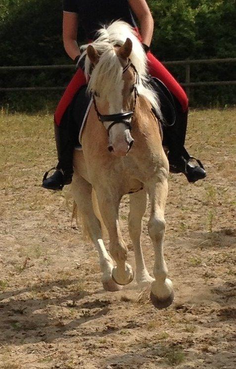 Haflinger All Star billede 3