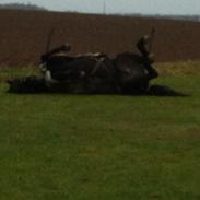 Anden særlig race Miss wendy