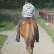 Islænder Fani fra søborg