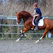 Tuigpaard Artiest H.