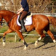 Tuigpaard Artiest H.