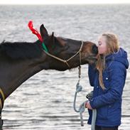 New Forest Borrebjerg's Melody
