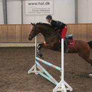 Dansk Varmblod Buskbjerggaards Hollywood.