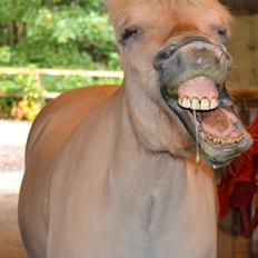 Fjordhest Jydegårdens Luna [himmelhest]