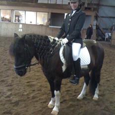 Hollandsk Sportspony Flower