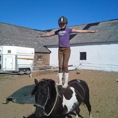 Hollandsk Sportspony Flower