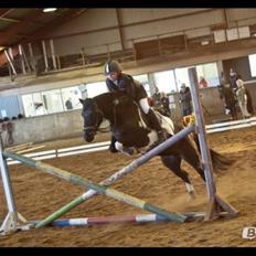 Hollandsk Sportspony Flower