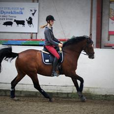 Dansk Varmblod RDH • Capella •