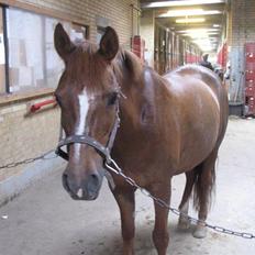 Anden særlig race Duchess  ** R.I.P **