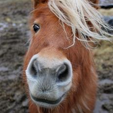 Shetlænder Jack aka. LilleSkid