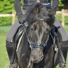 Anden særlig race Chico (Oldenborg/DSP)