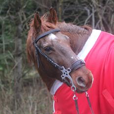 Frederiksborg |Zarif