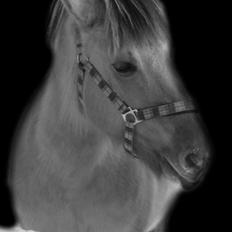 Anden særlig race Chila