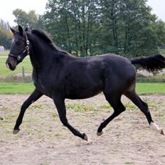 Oldenborg Medina af legaardslund